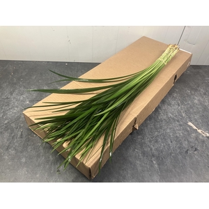 LILYGRASS