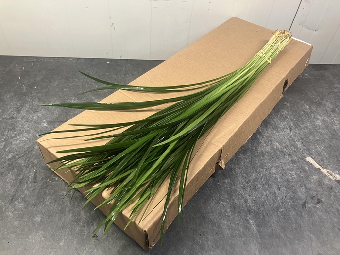 <h4>LILYGRASS</h4>