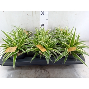Chlorophytum com. 'Ocean'
