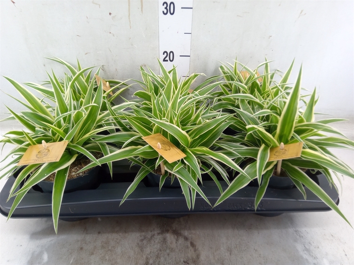 <h4>Chlorophytum com. 'Ocean'</h4>