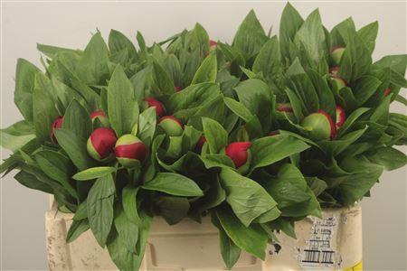 <h4>Paeo L Red Charm</h4>