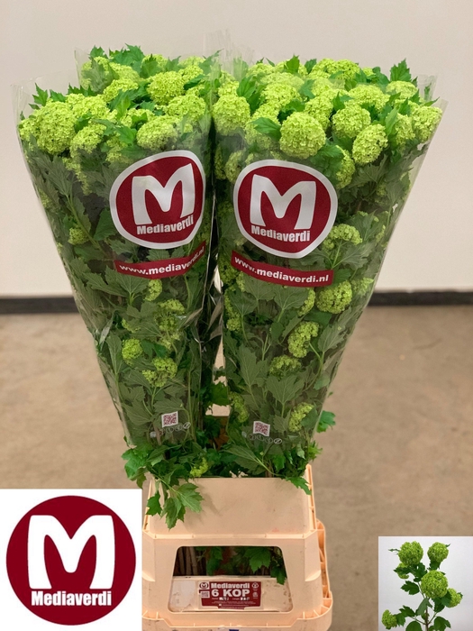 <h4>VIBURNUM ROSEUM ST</h4>