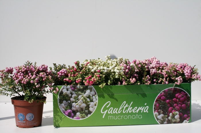 <h4>GAULTH MUCRONATA</h4>