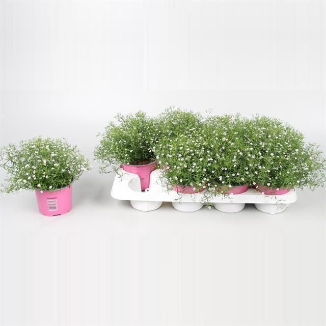 <h4>GYPS M GYPSY WHITE</h4>