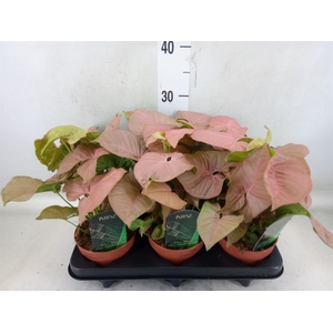 Syngonium podop.