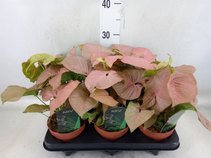 <h4>Syngonium podop.</h4>