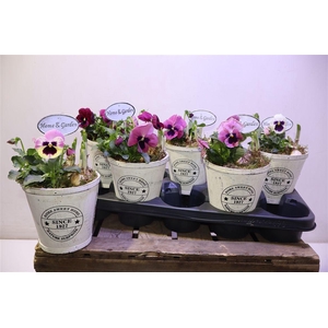 Arr Tuinplanten In Houten Decopotje