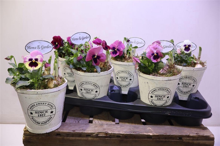 <h4>Arr Tuinplanten In Houten Decopotje</h4>