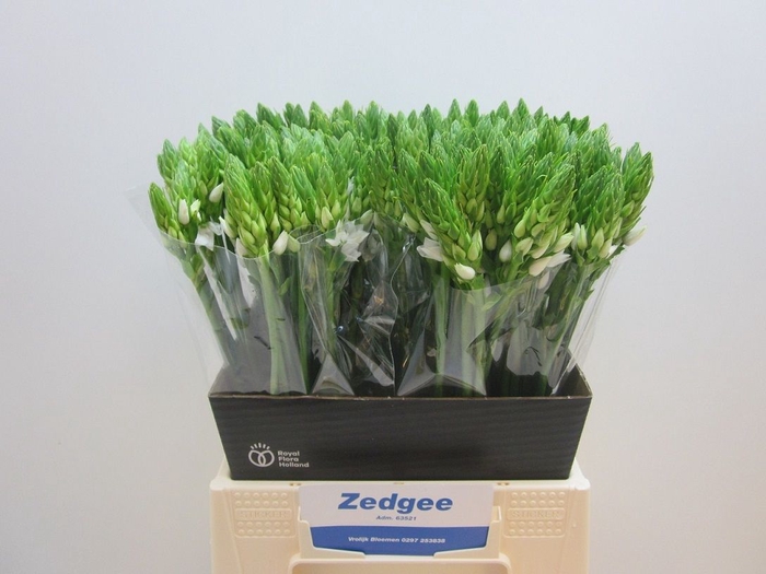 <h4>ORNIT THYRSOIDES</h4>