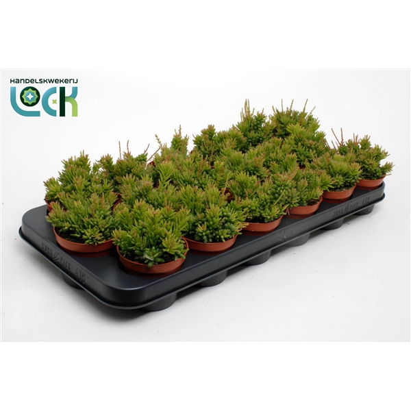 <h4>Rhipsalis Mesembryanthemoides</h4>