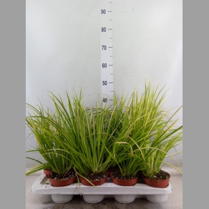 Acorus gramineus 'Ogon'