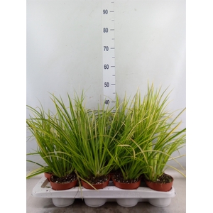 Acorus gramineus 'Ogon'