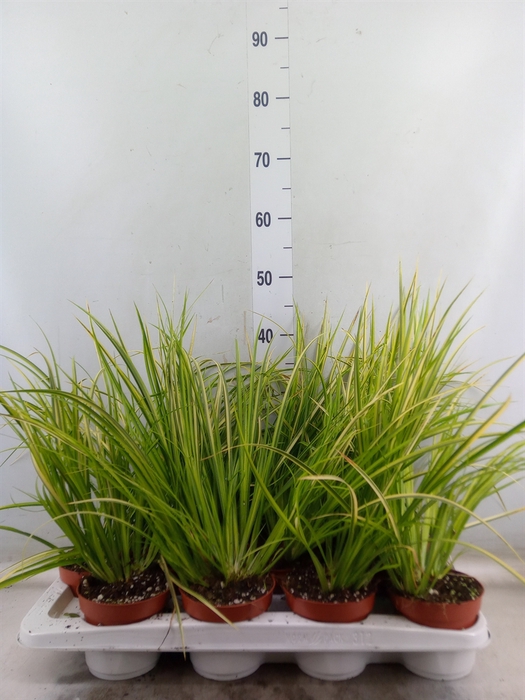 <h4>Acorus gramineus 'Ogon'</h4>