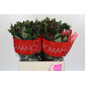 Hypericum Rocky Romance