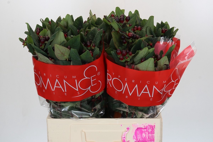 <h4>Hypericum Rocky Romance</h4>