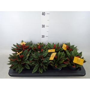 Peperomia caperata 'Rosso'