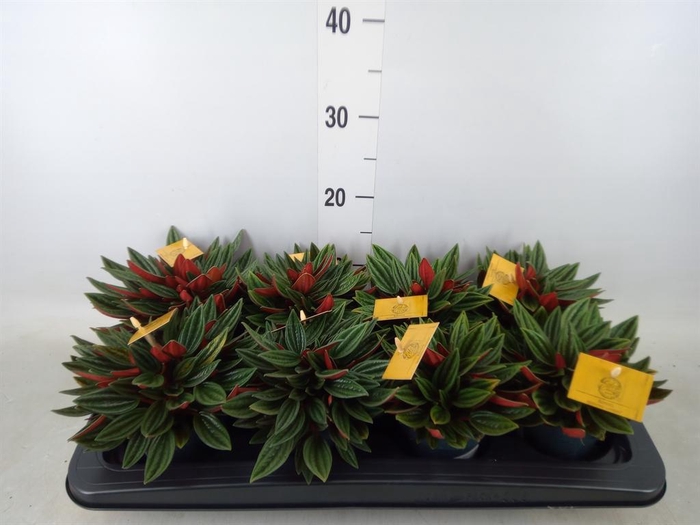 <h4>Peperomia caperata 'Rosso'</h4>