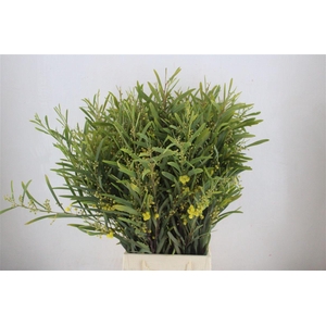 Mimosa Floribunda P Bunch