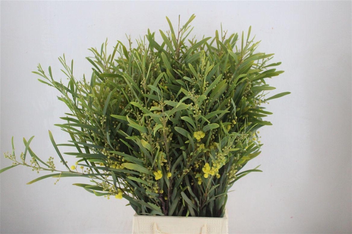 <h4>Mimosa Floribunda P Bunch</h4>