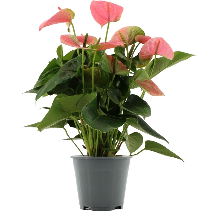 <h4>Anthurium andr. 'Sweet Dream'</h4>