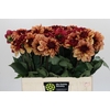 Dahlia Creme de Cognac