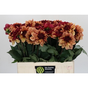 Dahlia Creme de Cognac