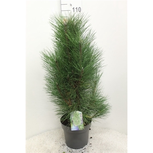 Pinus nigra 'Pyramidalis' P28 potgekweekt