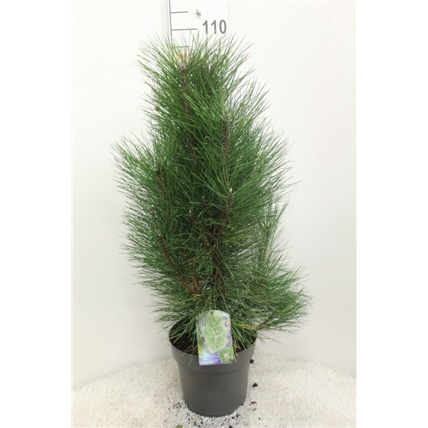 <h4>Pinus nigra 'Pyramidalis' P28 potgekweekt</h4>