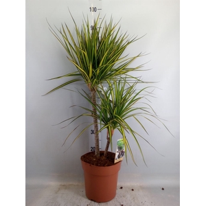 Dracaena marg. 'Sunray'