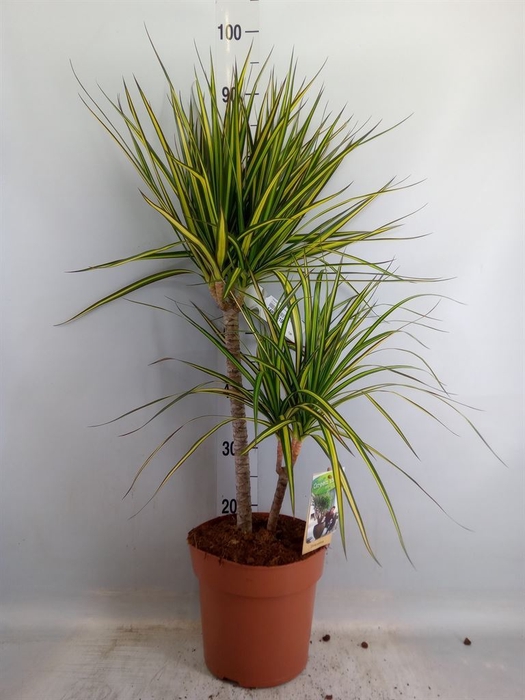 <h4>Dracaena marg. 'Sunray'</h4>