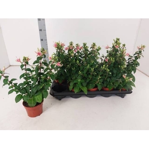 FUCHSIA W JUBELTEEN