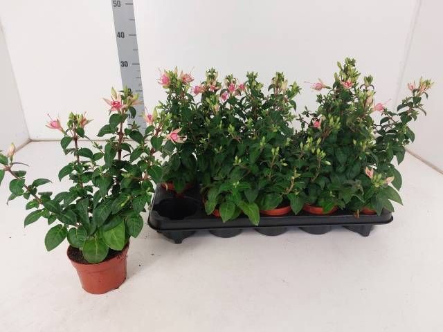 <h4>FUCHSIA W JUBELTEEN</h4>
