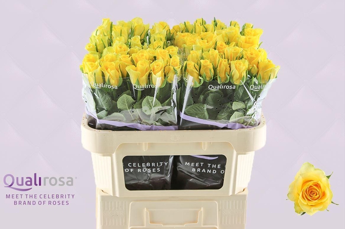 <h4>R Gr Moonwalk</h4>