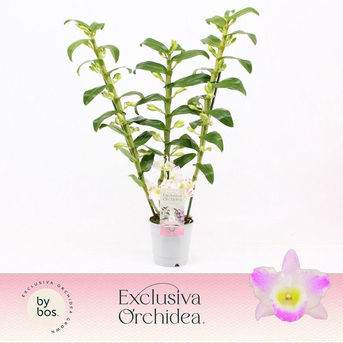 <h4>Dendrobium Nobilé, Pandora 3-spike 65+ cm 'Exclusiva Orchidea'</h4>