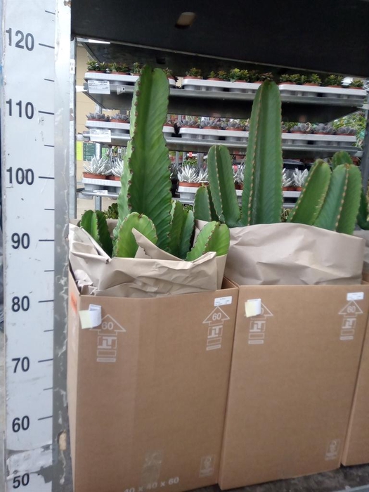 <h4>Euphorbia ingens</h4>