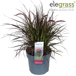 Pennisetum advena Tiny Tails