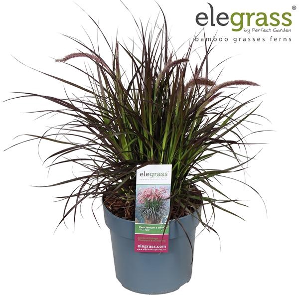<h4>Pennisetum advena Tiny Tails</h4>