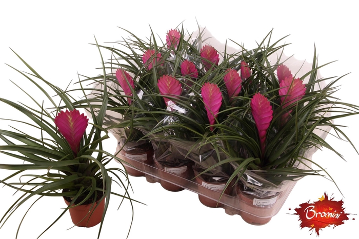 <h4>TILL CYANEA</h4>