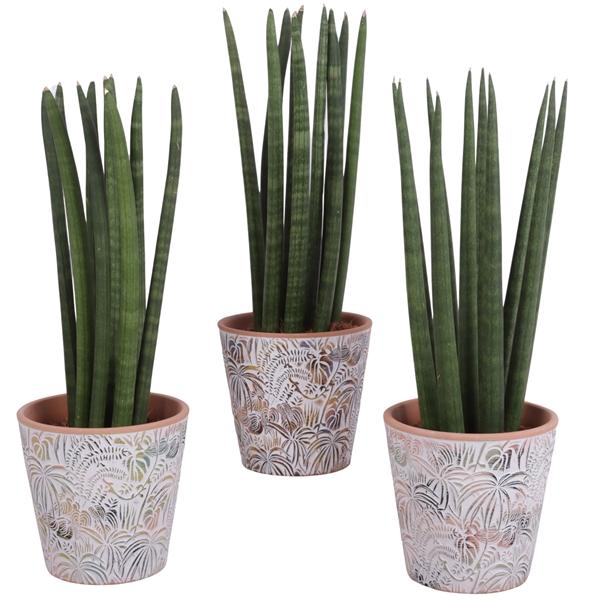 <h4>Sansevieria Cylindrica Straight 10 Leaf Ø14cm Ceramic Pot Jungle</h4>