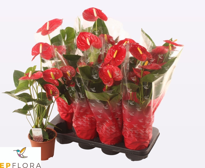 <h4>ANTHU A JAMBO RED</h4>