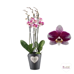 Duetto Barcelona 4-tak