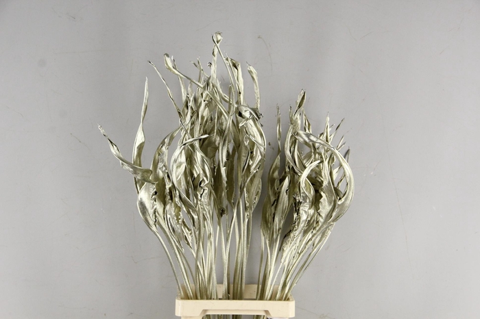 <h4>DF Strelitzia Leaf Platinum</h4>