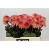 Dahlia Chanel