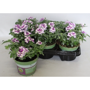 Verbena Bicolor Purple