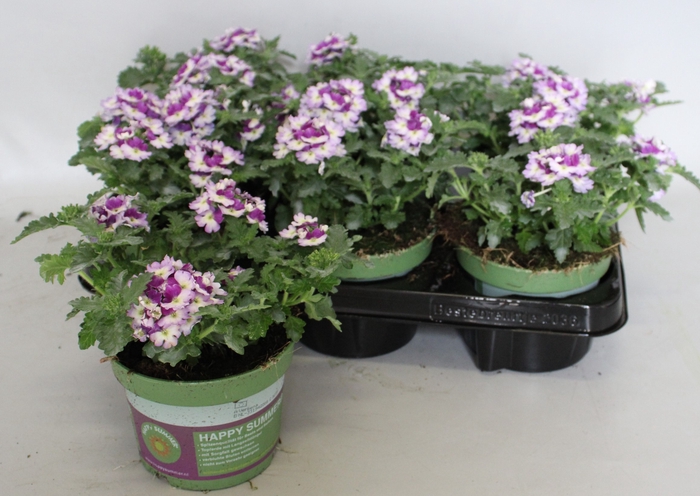 <h4>Verbena Bicolor Purple</h4>