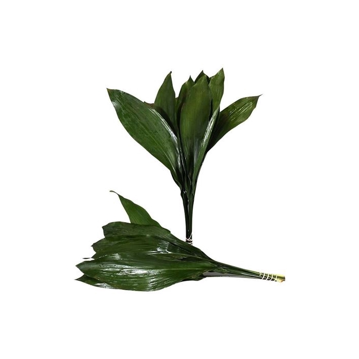 <h4>ASPIDISTRA 70 CM GT</h4>