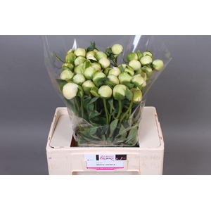 Paeonia Bridal Shower | Heavy Quality