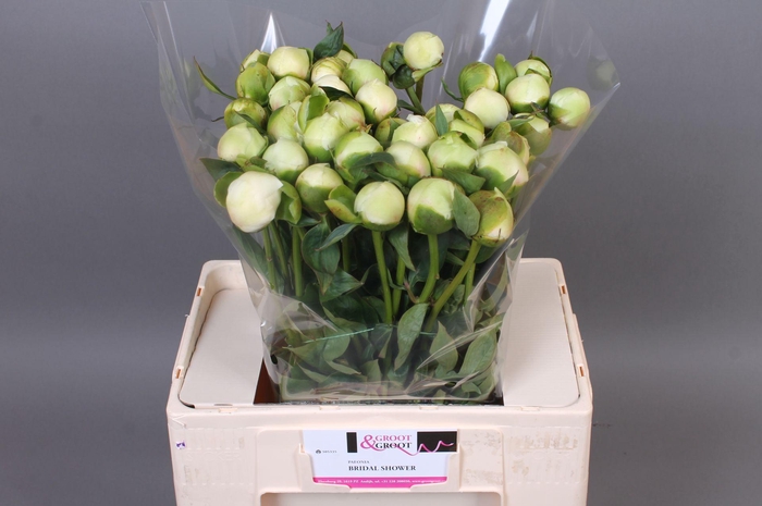 <h4>Paeonia Bridal Shower | Heavy Quality</h4>