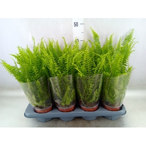 Nephrolepis exal. 'Green Lady'