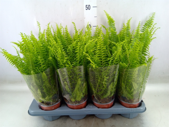 <h4>Nephrolepis exal. 'Green Lady'</h4>